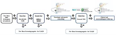 Newborn screening for X-linked adrenoleukodystrophy in Italy: Diagnostic algorithm and disease monitoring